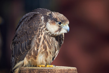 Lanner Falcon Closeup (Falco biarmicus)