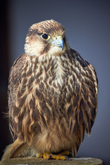 Lanner Falcon Closeup (Falco biarmicus)