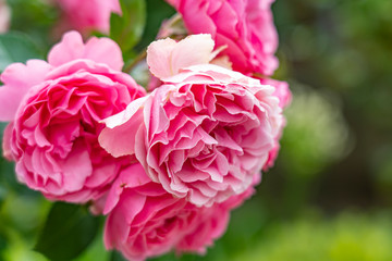 Details of the beautiful petals of a pink spray rose with a blurred background in Zoetermeer, Netherlands