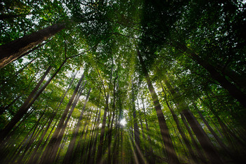 Obraz na płótnie Canvas sun rays in green forest