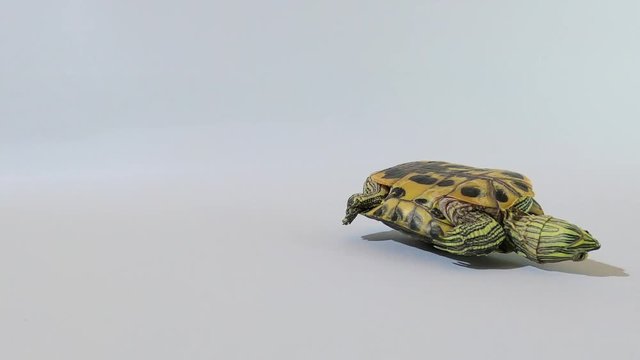 The turtle turns from its back to its feet