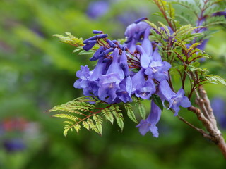 熱海の海岸に咲くジャカランダ
