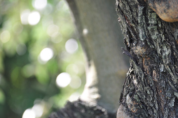 Fototapeta premium Olive leaves and olive tree