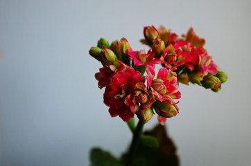 Naklejka premium Close up of red calanchoe blooms