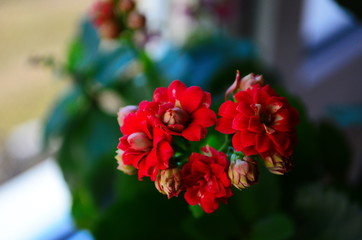 Close up of red calanchoe blooms