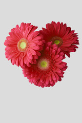 Colourful Gerbera daisies on a sparkly pastel background