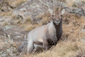 Naklejka na ściany i meble New life, portrait of young Alpine ibex (Capra ibex)
