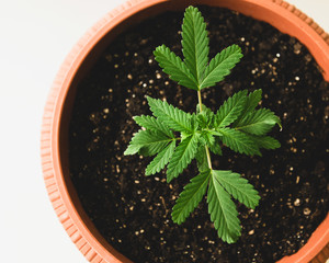 young green sprout of marijuana in a pot on a light background
