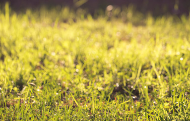 Natural Green lawn background with selective focus.