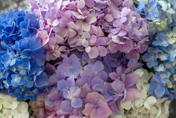 Background of Pink, Lilac, White and Blue Hydrangae Flowers as a background