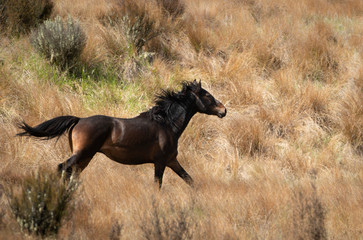 A black Kaimanawa wild horse running with flying mane on the red tussock grassland