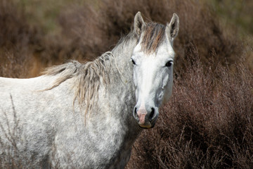 A white Kaimanawa wild horse