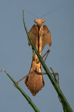 Dead Leaf Mantis (Deroplatys desiccata) on Sansevieria Fernwood Mikado plant