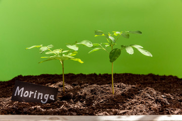 Two Moringa seedlings on green background. Front view - Moringa Oleifera