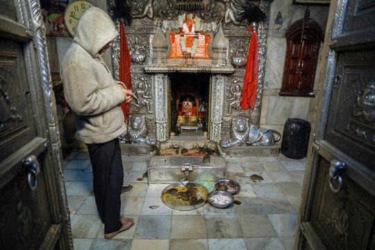 Bikaner, India - January 5, 2020: Worker at Karni Mata Temple in the altar of the famous rat temple of India. Rats crawl around.
