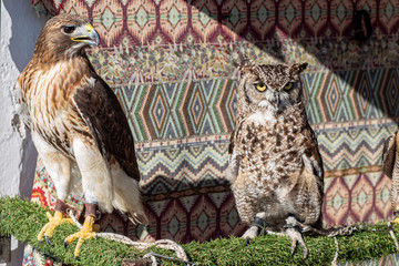 red-tailed hawk and great horned owl perched