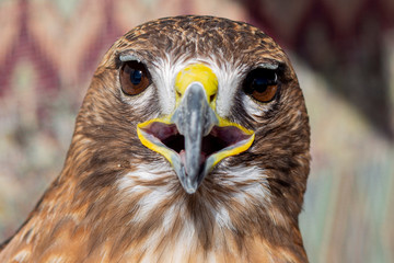 close-up of a red-tailed hawk staring to the camera