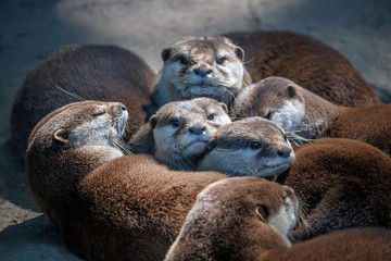 Family of otters lie together hugging basking in the sun - 320531862