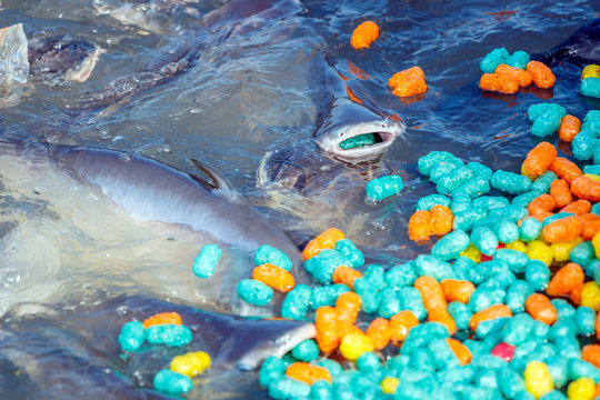 River fish eat colored corn ball.