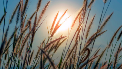 Dry grass flower against the morning sun light in dark brown tone, nature concept