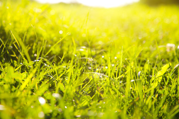 Obraz premium Beautiful green grass. Summer vibes. Spring season. Sun lights in the plants. Nature beauty.