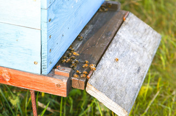 Beehive outdoors. Natural honey making. Eco-friendly food.