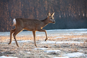 Roe deer, capreolus capreolus, doe walking on meadow from side view in winter at sunrise. Wild mammal with brown fur and ears moving in cold weather in nature.