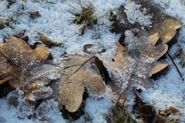 frozen leaves