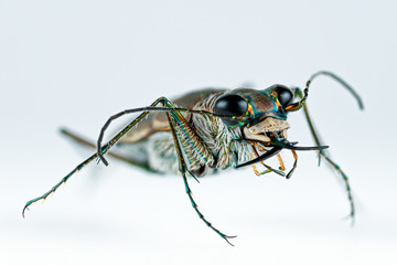 Cicindela duponti