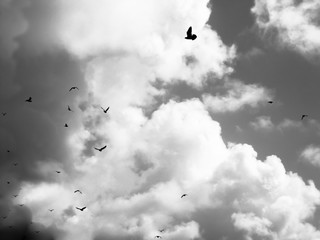 Birds flying among the clouds in sky