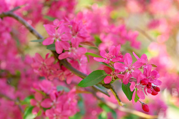Pink flowers of blossoming cherry tree