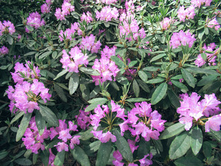 Close-up of pink flowers and green leaves.