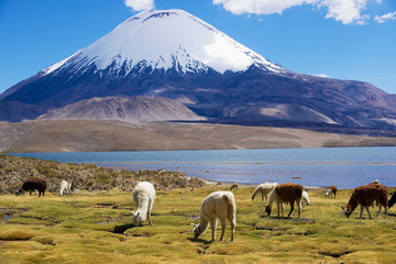 White alpacas (Vicugna pacos) graze at the Chungara lake shore at 3200 meters above sea level with Parinacota volcano at the background in Lauca National park near Putre, Chile. - obrazy, fototapety, plakaty