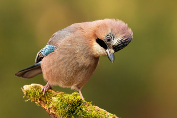 Attentive eurasian jay, garrulus glandarius, sitting on a perch, tilting head and looking to camera in autumn. Curious bird with brown and turquoise feathers in nature.
