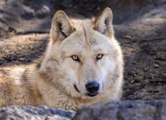 White Arctic Wolf