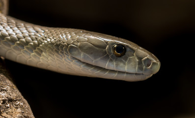 Black Mamba Closeup