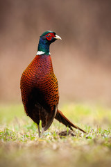 Common pheasant, phasianus colchicus, cock with white ring, red and green head and orange body observing curiously in wilderness. Vertical portrait of curious wild bird.