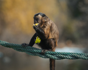Capucin Monkey having lunch