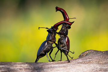 Stag beetles, lucanus cervus, standing in an upright position during a territorial combat. Two...