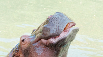 Close up shot of adult hippo stay in river in sunny day, head up and looks friendly, eyes open and...