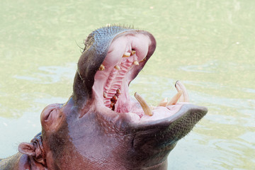 Close up shot of adult hippo stay in river in sunny day, open its big mouth asking for food with eyes closed, big rotten teeth in mouth.