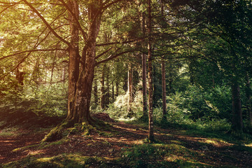 Obraz premium Old tree in forest