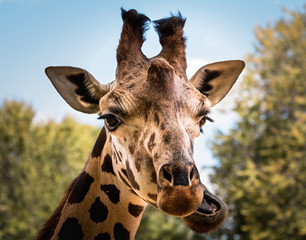 Naklejka premium Giraffe chewing his food