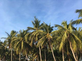 Coconut palm tree at the beach, Chonburi, Thailand