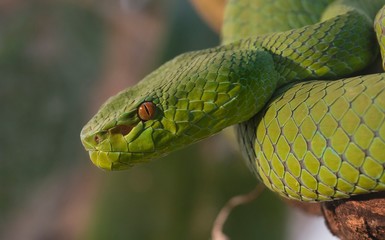 Green Pit Viper closeup