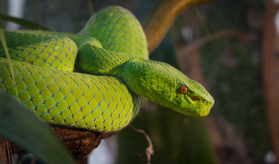 Green Pit Viper ready to strike