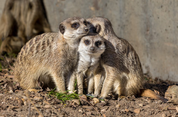 Bundle of Meerkats