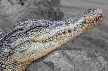 Nile Crocodile