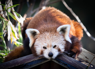 Fototapeta premium Red Panda on a Roof