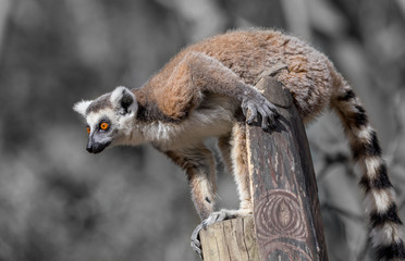 Ring-Talied Lemur
